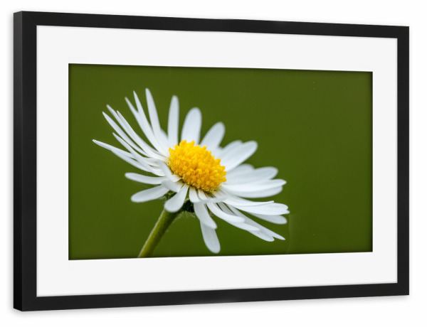 Poster mit Rahmen schwarz "Die Blüte des Gänseblümchens" artboxONE - Natur,Floral - Gänseblümchen,Blume,Blüte,Wiesenblume