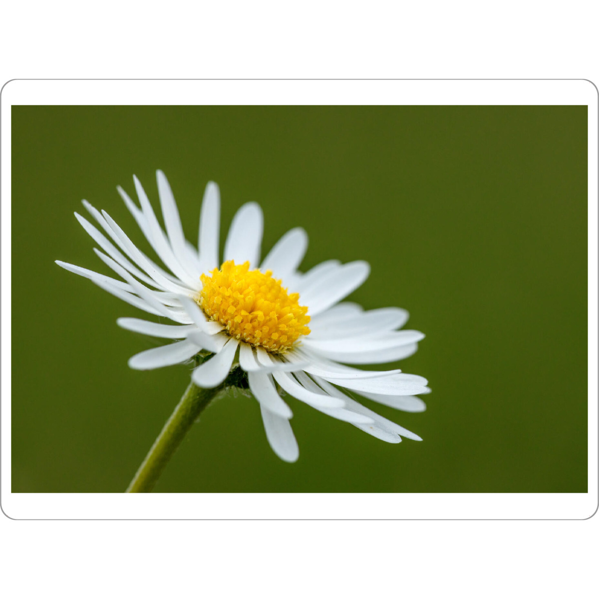 Tischset "Die Blüte des Gänseblümchens" artboxONE - Natur,Floral - Gänseblümchen,Blume,Blüte,Wiesenblume - Bild gänseblümchen