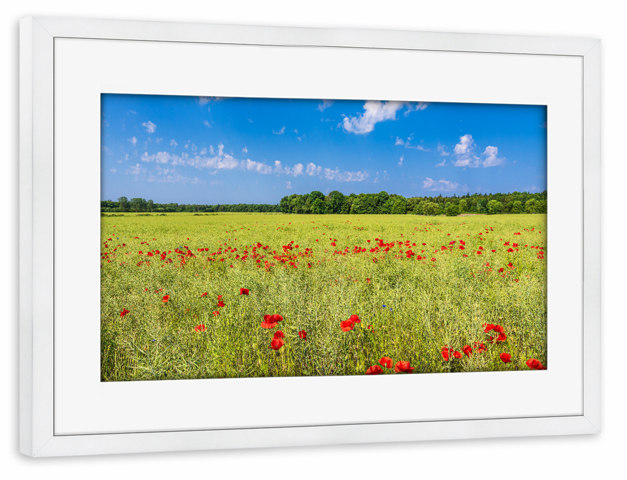 Poster mit Rahmen weiß "Rapsfeld mit Mohnblumen" artboxONE - Natur,Reise