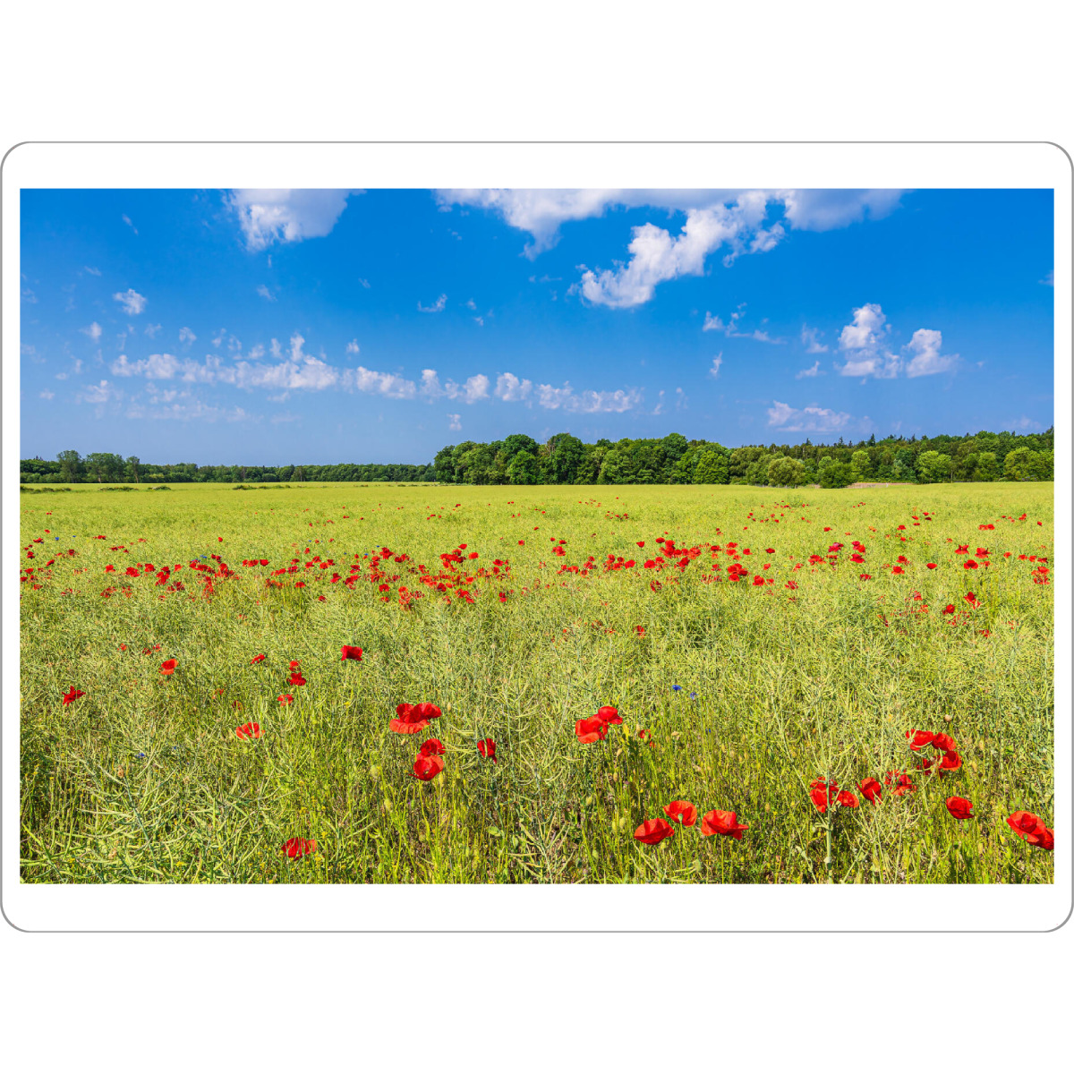 Tischset "Rapsfeld mit Mohnblumen" artboxONE - Natur,Reise