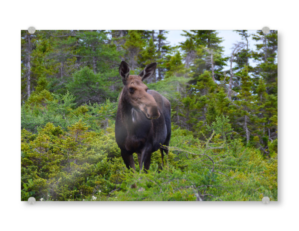 Acrylglasbild "Female Moose" artboxONE - Natur,Reise,Tiere,Reise / Länder