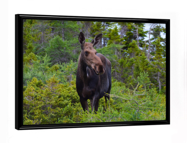 Poster mit schwarzem Rahmen "Female Moose" artboxONE - Natur,Reise,Tiere,Reise / Länder