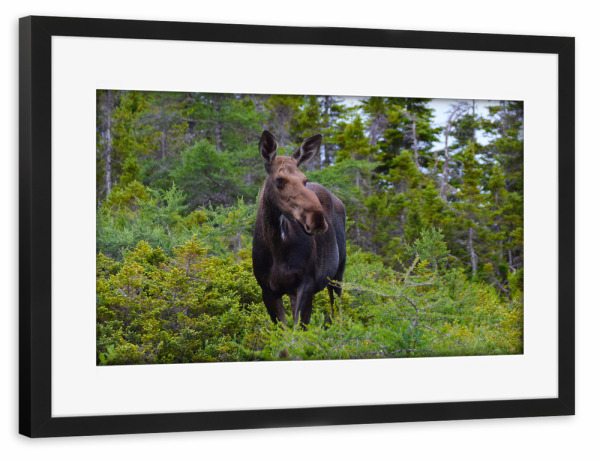 Poster mit Rahmen schwarz "Female Moose" artboxONE - Natur,Reise,Tiere,Reise / Länder