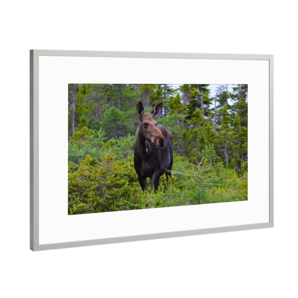 Poster mit Rahmen Silber "Female Moose" artboxONE - Natur,Reise,Tiere,Reise / Länder