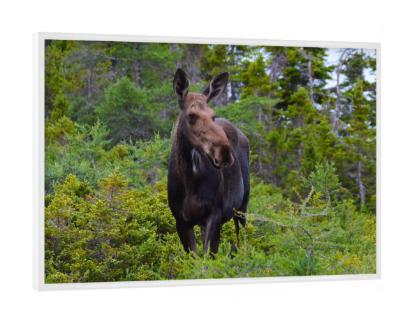 Poster mit weißem Rahmen "Female Moose" artboxONE - Natur,Reise,Tiere,Reise / Länder