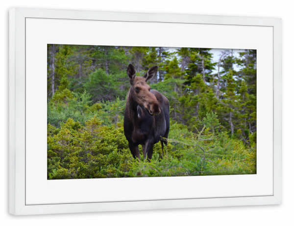 Poster mit Rahmen weiß "Female Moose" artboxONE - Natur,Reise,Tiere,Reise / Länder