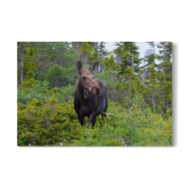 Galerie-Print "Female Moose" 30x20 cm artboxONE