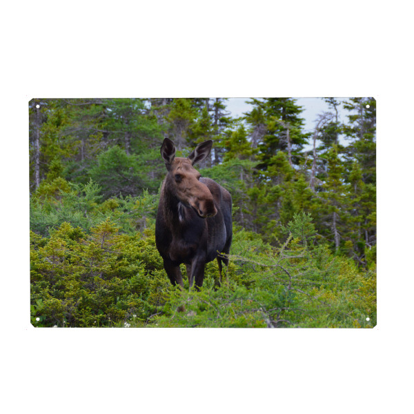 Holzbild "Female Moose" artboxONE - Natur,Reise,Tiere,Reise / Länder