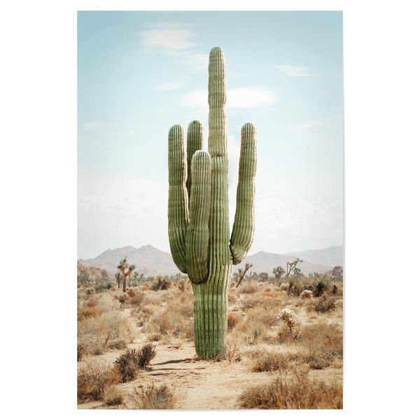 Poster 30x20 cm "Kaktusleben" artboxONE - Natur,Reise