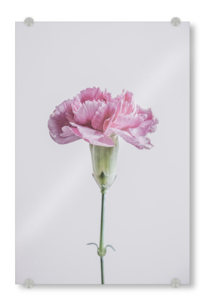 Acrylglasbild "Schön in pink" artboxONE - Natur,Floral,Für Mama