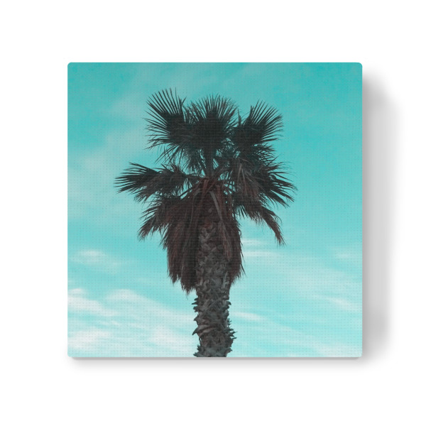 Leinwandbild "Stylish Palm" artboxONE - Natur,Reise,Floral - Türkis,Palme,Palm,Dattelpalme,Palmen,Exotisch,Palm tree,Süden,Urlaub,Ferien,Himmel