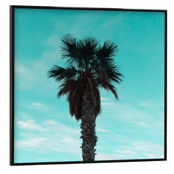 Poster mit schwarzem Rahmen 30x30 cm "Stylish Palm" artboxONE - Natur,Reise,Floral