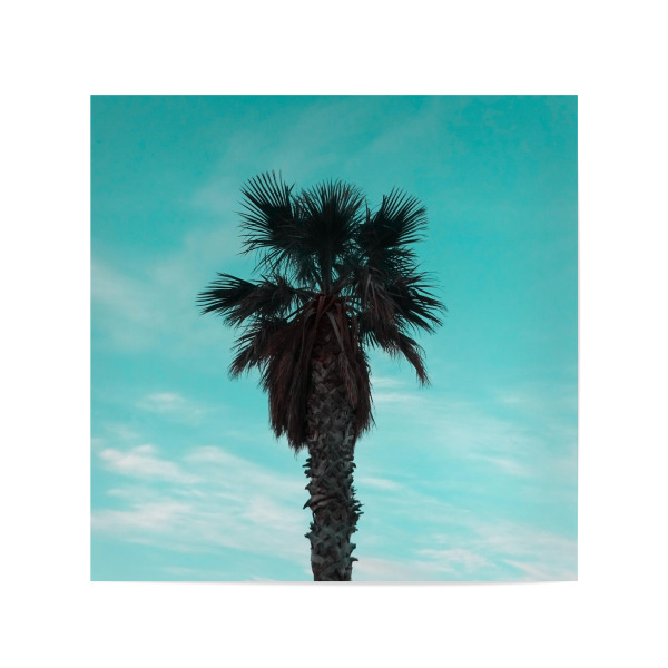 Poster 20x20 cm "Stylish Palm" artboxONE - Natur,Reise,Floral - Türkis,Palme,Palm,Dattelpalme,Palmen,Exotisch,Palm tree,Süden,Urlaub,Ferien,Himmel