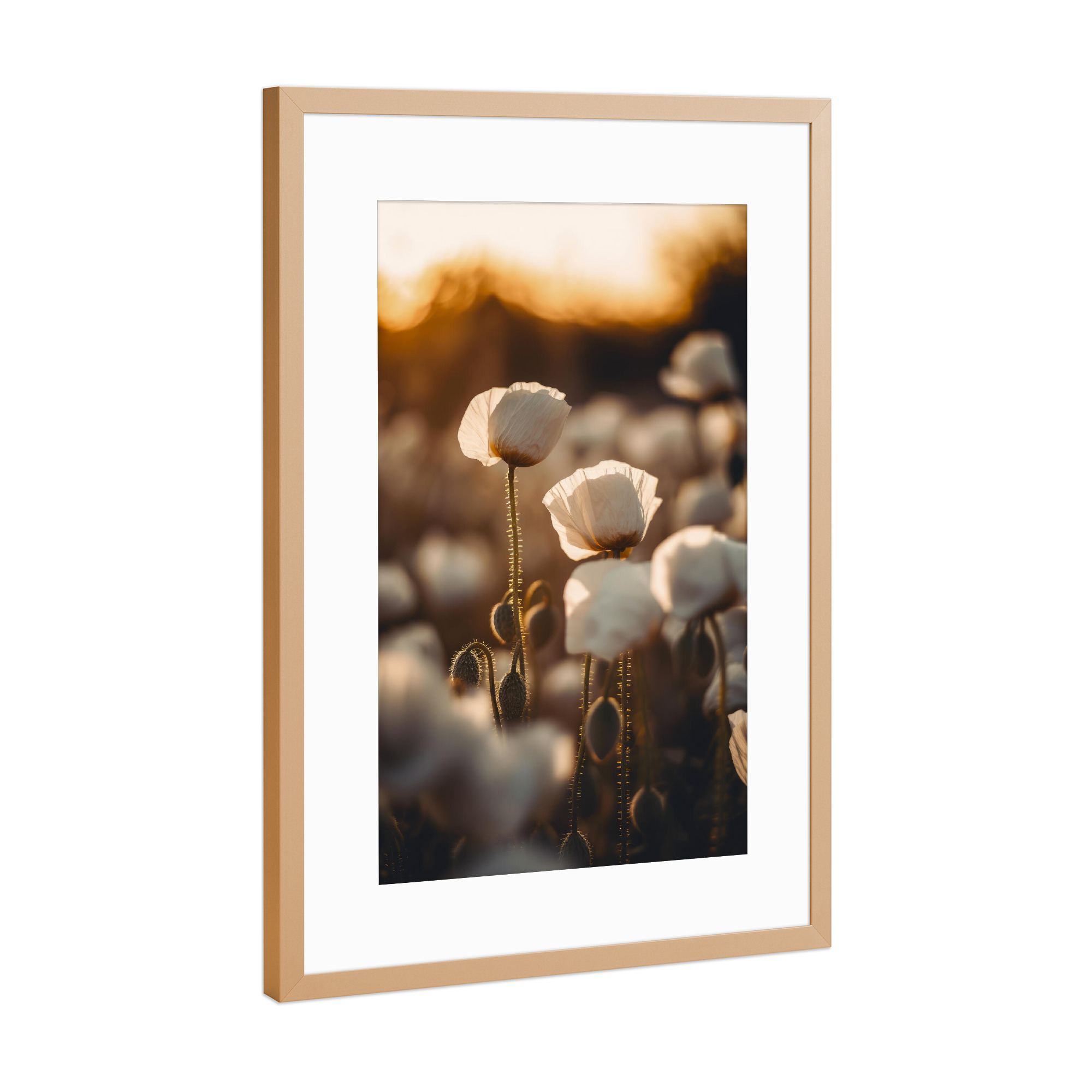 Poster mit Rahmen Kupfer "White Poppy Field" artboxONE - Natur,Floral,Für Mama