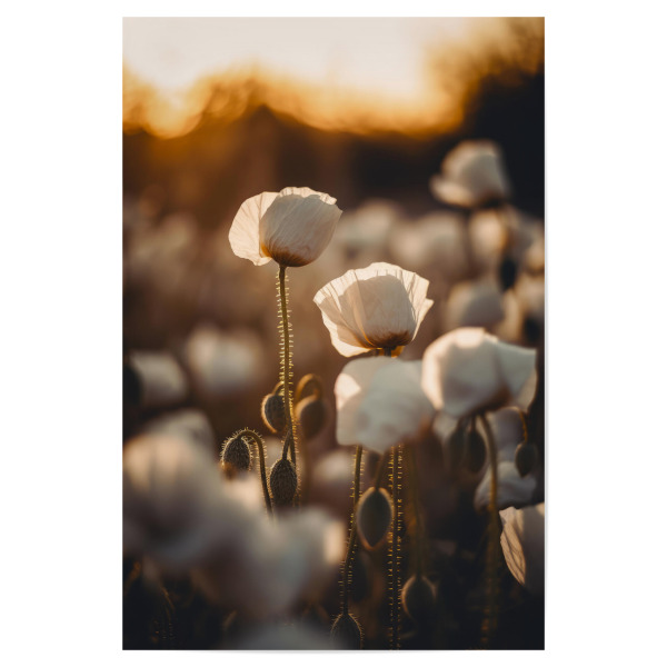 Poster 30x20 cm "White Poppy Field" artboxONE - Natur,Floral,Für Mama