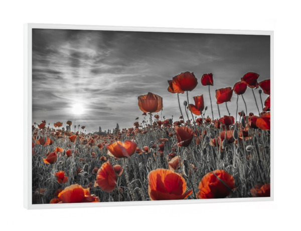 Poster mit weißem Rahmen "Mohn im Sonnenuntergang - colorkey" artboxONE - Natur,Floral