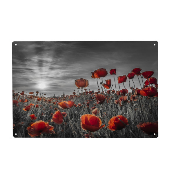Metall Poster "Mohn im Sonnenuntergang - colorkey" artboxONE - Natur,Floral