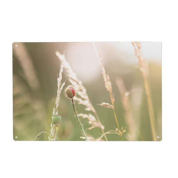 Metall Poster "Mohnblumenknospe im Licht" artboxONE - Natur - Knospe,Wildblumen,Feld,Gras,Mohnblume,Blumen,Licht,Sonne,Gegenlicht,Gold - Blechschild
