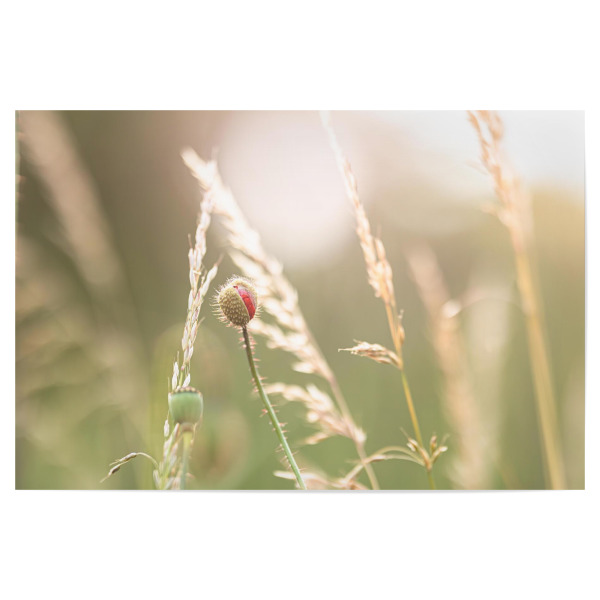 Poster 30x20 cm "Mohnblumenknospe im Licht" artboxONE - Natur - Knospe,Wildblumen,Feld,Gras,Mohnblume,Blumen,Licht,Sonne,Gegenlicht,Gold