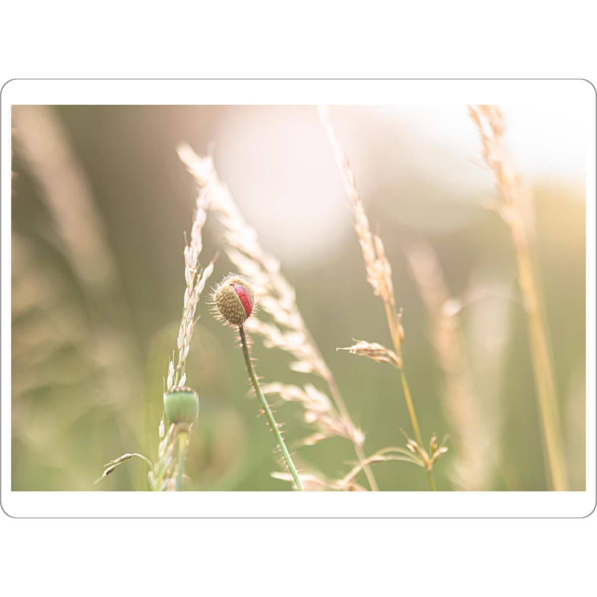 Tischset "Mohnblumenknospe im Licht" artboxONE - Natur - Knospe,Wildblumen,Feld,Gras,Mohnblume,Blumen,Licht,Sonne,Gegenlicht,Gold - Bild knospe