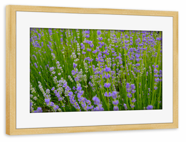 Poster mit Rahmen kiefer "Lavendelfeld" artboxONE - Reise,Floral,Reise / Länder