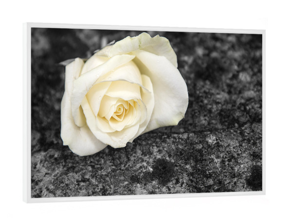 Poster mit weißem Rahmen "Rose auf einem Stein" artboxONE - Natur - Rose,Stein,Stillleben,Pflanze,Blume