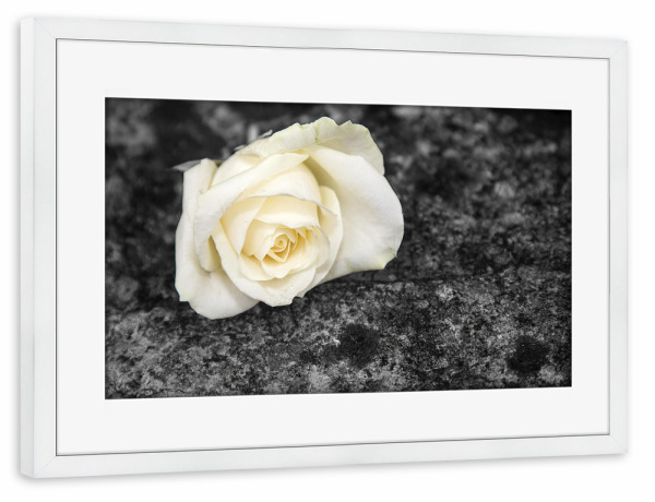 Poster mit Rahmen weiß "Rose auf einem Stein" artboxONE - Natur - Rose,Stein,Stillleben,Pflanze,Blume
