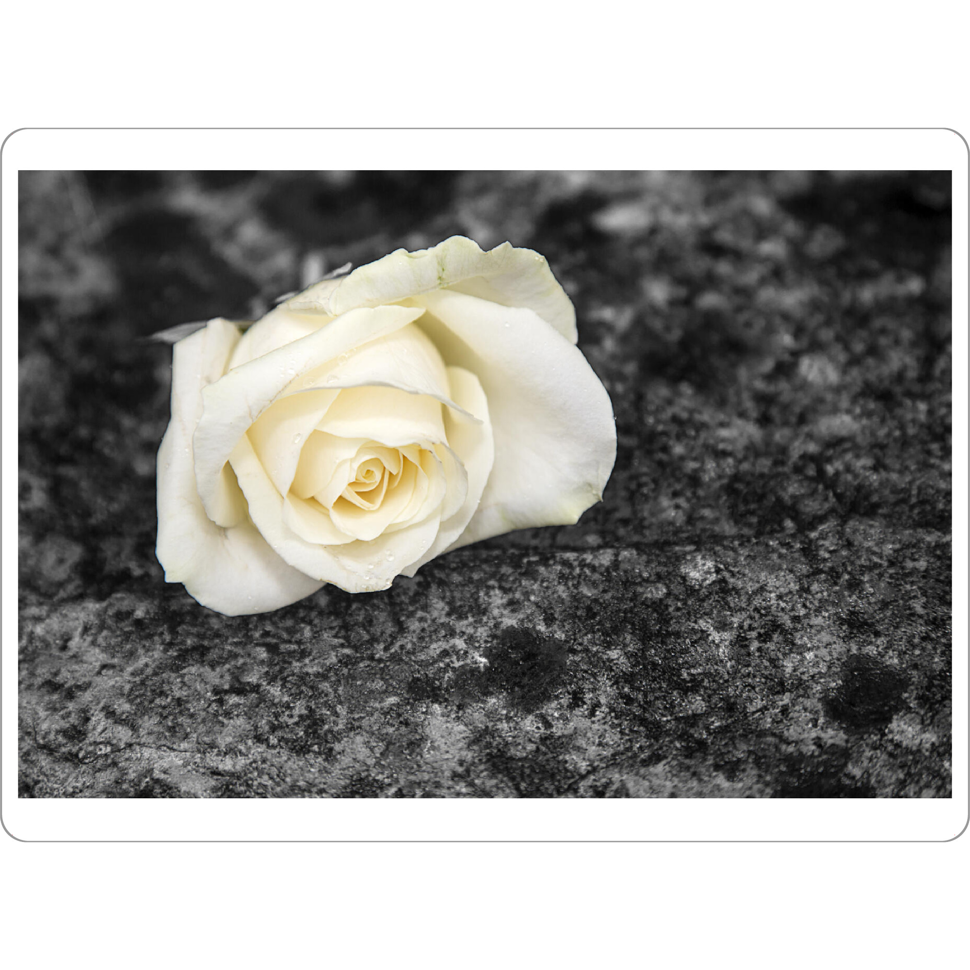 Tischset "Rose auf einem Stein" artboxONE - Natur - Rose,Stein,Stillleben,Pflanze,Blume - Bild rose