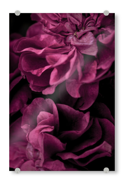 Acrylglasbild "Tiefrosa - Blütenblätter" artboxONE - Natur,Floral,Für Mama