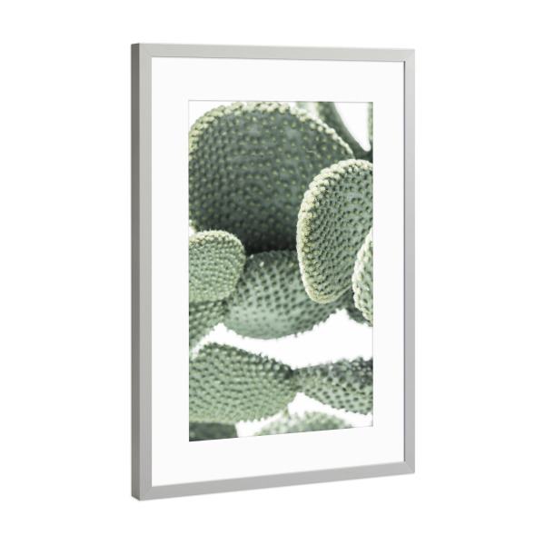 Poster mit Rahmen Silber "Grüne Kaktuspflanze" artboxONE - Natur,Reise,Reise / Strand und Meer