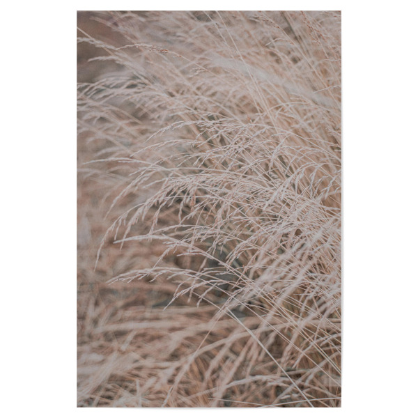 Poster 30x20 cm "Wind Natur-Gräser" artboxONE - Natur,Floral,Liebe