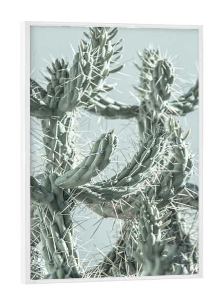 Poster mit weißem Rahmen "Stacheliger grüner Kaktus" artboxONE - Natur,Floral,Reise / Strand und Meer