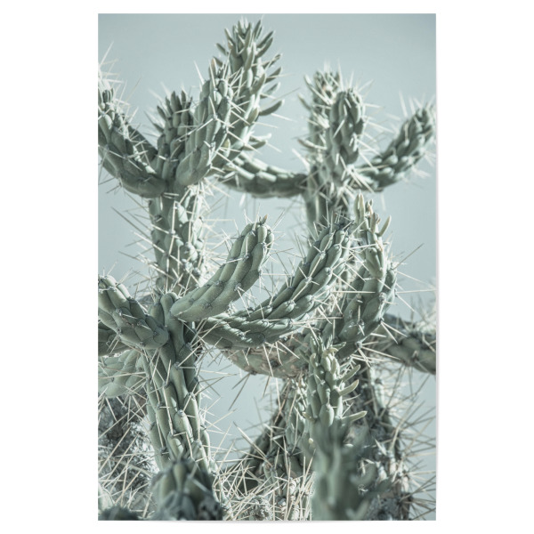 Poster 30x20 cm "Stacheliger grüner Kaktus" artboxONE - Natur,Floral,Reise / Strand und Meer