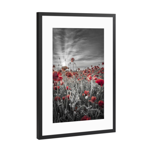 Poster mit Rahmen Schwarz (Metallic) "Mohnfeld Sonnenuntergang colorkey" artboxONE - Natur,Floral
