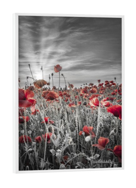 Poster mit weißem Rahmen "Mohnfeld Sonnenuntergang colorkey" artboxONE - Natur,Floral