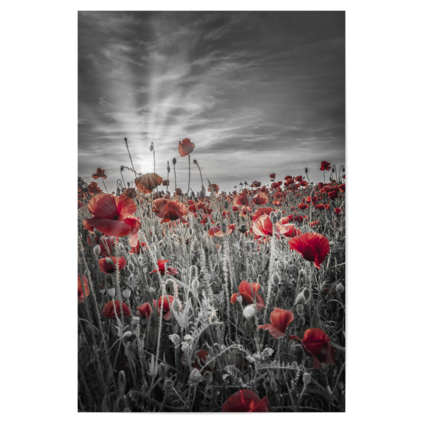 Poster 30x20 cm "Mohnfeld Sonnenuntergang colorkey" artboxONE - Natur,Floral