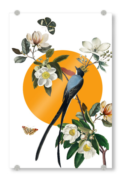 Acrylglasbild "Bird on the branch collage" artboxONE - Natur,Liebe