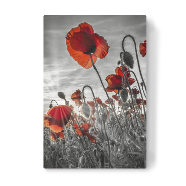 Leinwandbild "Faszination Mohnblumen - colorkey" artboxONE - Natur,Floral