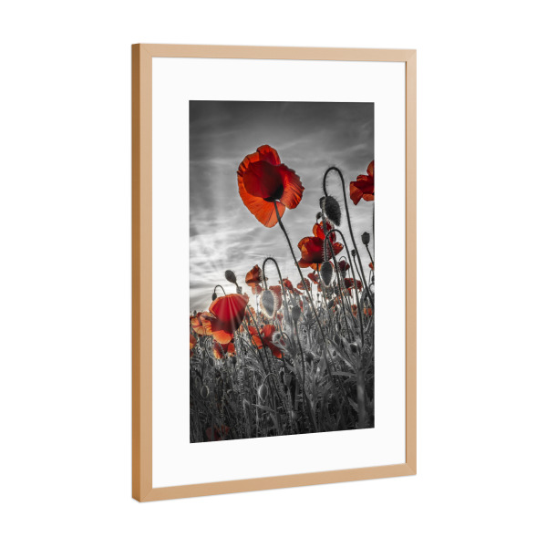 Poster mit Rahmen Kupfer "Faszination Mohnblumen - colorkey" artboxONE - Natur,Floral