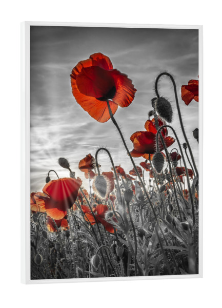 Poster mit weißem Rahmen "Faszination Mohnblumen - colorkey" artboxONE - Natur,Floral