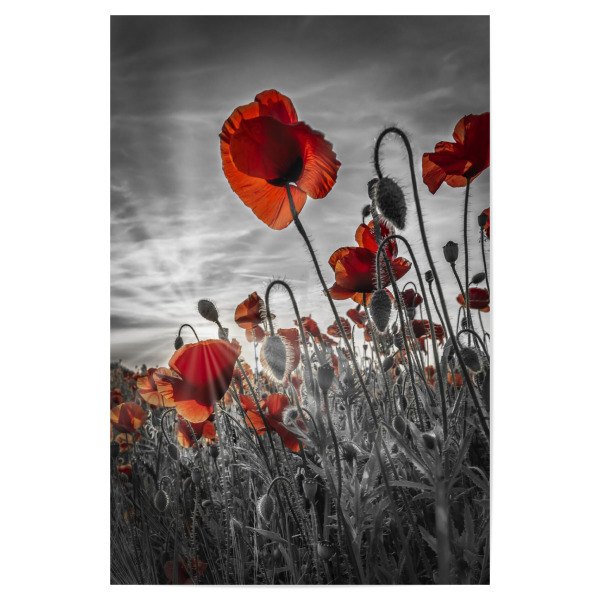 Poster "Faszination Mohnblumen - colorkey" artboxONE - Natur,Floral