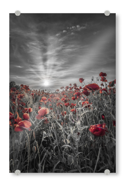Acrylglasbild "Wunderschönes Mohnfeld - colorkey" artboxONE - Natur,Floral