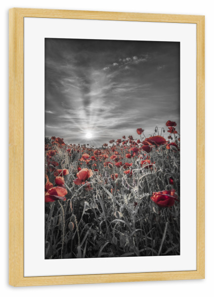 Poster mit Rahmen kiefer "Wunderschönes Mohnfeld - colorkey" artboxONE - Natur,Floral