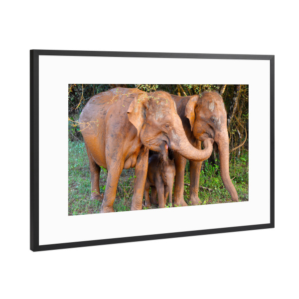 Poster mit Rahmen Schwarz (Metallic) "Drei Asiatische Elefanten" artboxONE - Natur,Tiere,Reise / Asien,Reise / Länder