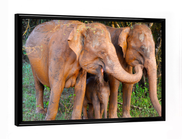 Poster mit schwarzem Rahmen "Drei Asiatische Elefanten" artboxONE - Natur,Tiere,Reise / Asien,Reise / Länder