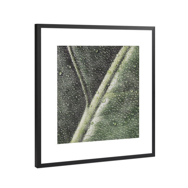 Poster mit Rahmen Schwarz (Metallic) "Zen-Blatt" artboxONE - Floral - Zen,Botanisch,Tau,Blätter,Pflanzen