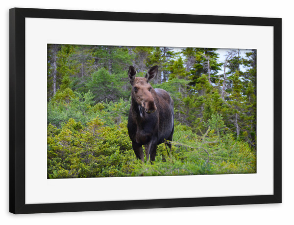 Poster mit Rahmen schwarz "Weiblicher Elch" artboxONE - Natur,Reise,Tiere,Reise / Länder