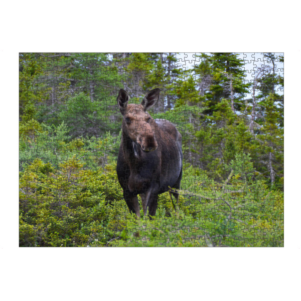 Puzzle Ravensburger "Weiblicher Elch" artboxONE - Natur,Reise,Tiere,Reise / Länder