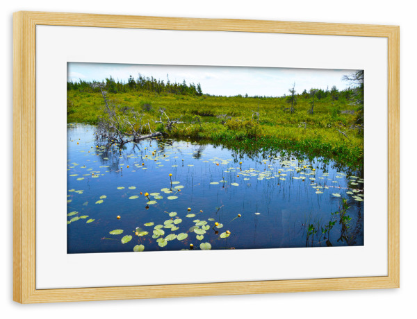 Poster mit Rahmen kiefer "Cape Breton Highlands NP" artboxONE - Natur,Reise,Reise / Länder