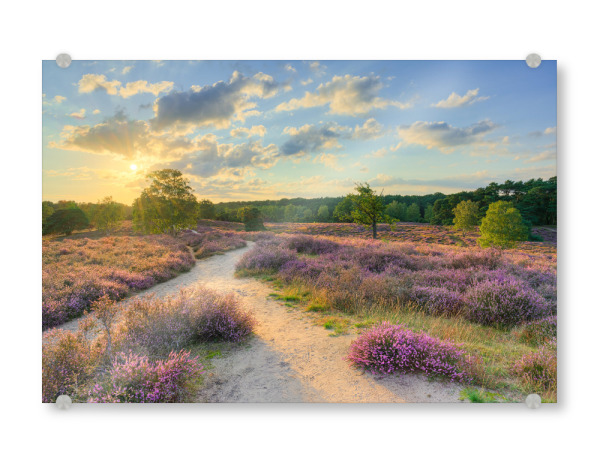 Acrylglasbild "Abend in der Heide" artboxONE - Natur,Reise